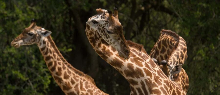 4-Day Luxury Wildlife Adventure in Rwanda - Exploring Akagera National Park: Wildlife and Wilderness