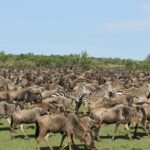 4-Day Masaai Mara & Lake Nakuru Camping Safari on a 4x4 Jeep - What Makes This Safari Stand Out?