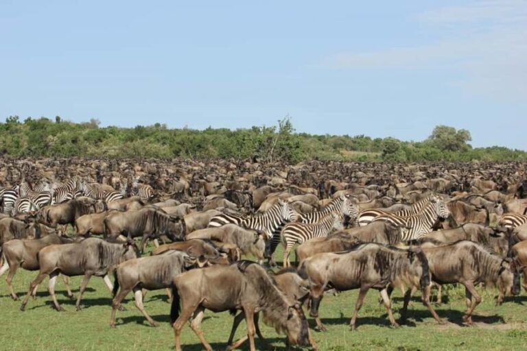 4-Day Masaai Mara & Lake Nakuru Camping Safari on a 4x4 Jeep - What Makes This Safari Stand Out?