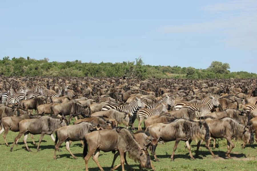 4-Day Masaai Mara & Lake Nakuru Camping Safari on a 4x4 Jeep - What Makes This Safari Stand Out?