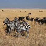 4-Day Masai Mara and Lake Nakuru Mid-Luxury Safari - What Sets This Safari Apart