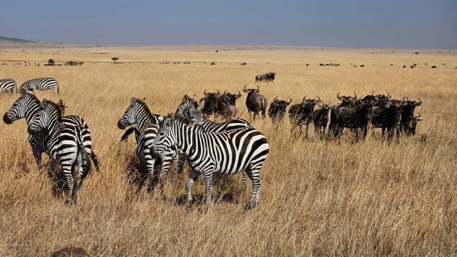 4-Day Masai Mara and Lake Nakuru Mid-Luxury Safari - What Sets This Safari Apart