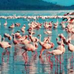 4-Day Masai Mara and Lake Nakuru safari from Nairobi - Detailed Breakdown of the Itinerary