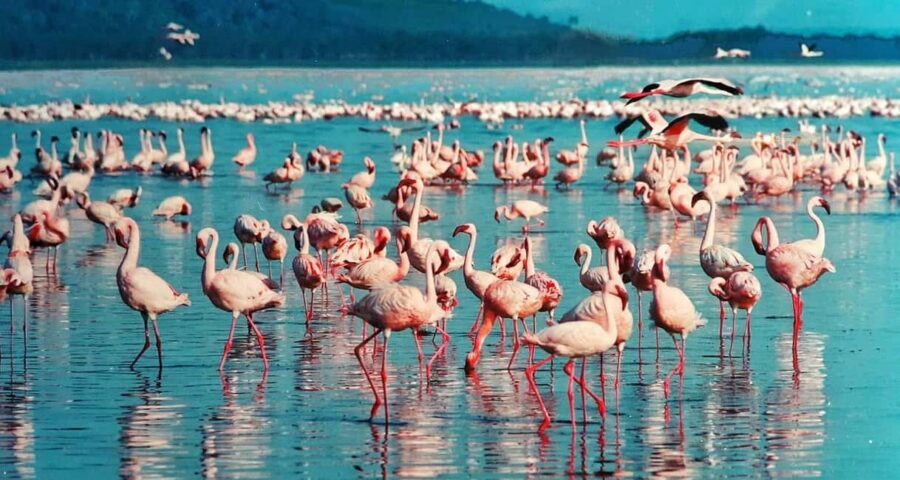 4-Day Masai Mara and Lake Nakuru safari from Nairobi - Detailed Breakdown of the Itinerary