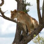 4-Day Masai Mara and Lake Nakuru Trip - What to Expect on the Tour