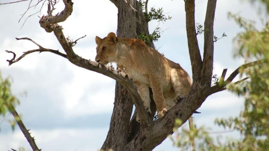 4-Day Masai Mara and Lake Nakuru Trip - What to Expect on the Tour