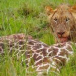 4-Day Masai Mara Lake Nakuru Budget - What to Expect on This 4-Day Kenyan Safari