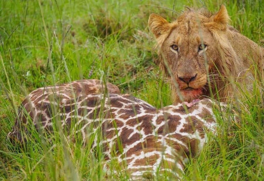 4-Day Masai Mara Lake Nakuru Budget - What to Expect on This 4-Day Kenyan Safari