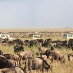4-Day Safari Expedition from Plains to Peaks - The Itinerary in Detail: What You Can Expect