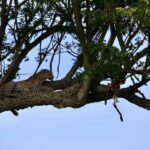 4-Day Safari Experience Discover the Wild - What’s Included and What’s Not