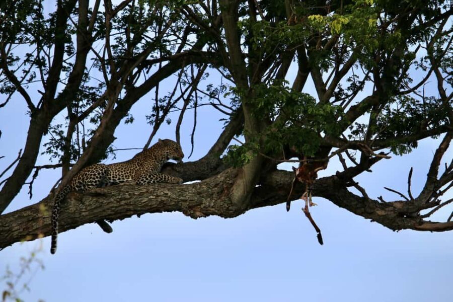 4-Day Safari Experience Discover the Wild - What’s Included and What’s Not