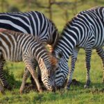4 day safari in Masaai Mara and Lake Nakuru National Park - What’s Included and What’s Not
