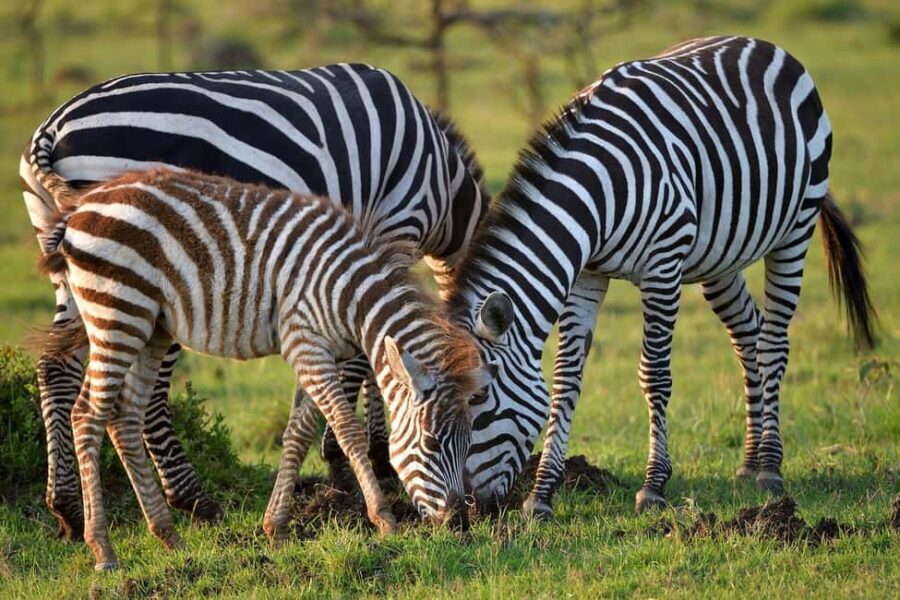 4 day safari in Masaai Mara and Lake Nakuru National Park - What’s Included and What’s Not