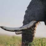4 Day Tanzania Safari Starting from Zanzibar - Transportation & Logistics