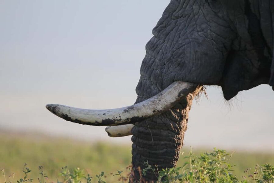 4 Day Tanzania Safari Starting from Zanzibar - Transportation & Logistics