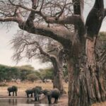 4-Day Tanzania Safari: Tarangire, Ngorongoro With Pickup - Practical Details That Matter