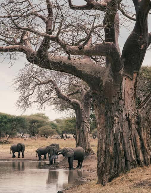 4-Day Tanzania Safari: Tarangire, Ngorongoro With Pickup - Practical Details That Matter