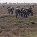 4-Day Tsavo East, Amboseli & Taita Salt From Diani - An In-Depth Look at the 4-Day Kenya Safari