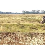 4 Days 3 Nights Masai Mara and Lake Nakuru Adventure safari - Itinerary Breakdown: What to Expect Each Day