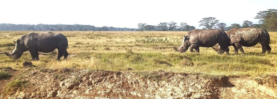 4 Days 3 Nights Masai Mara and Lake Nakuru Adventure safari - Itinerary Breakdown: What to Expect Each Day