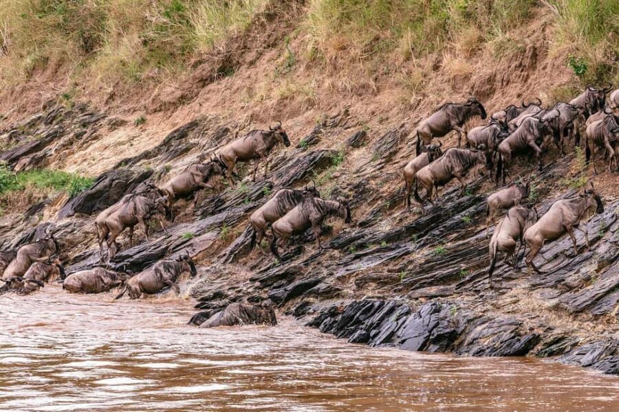 4 days Group safari in Masaai Mara and Lake Nakuru Park - Frequently Asked Questions