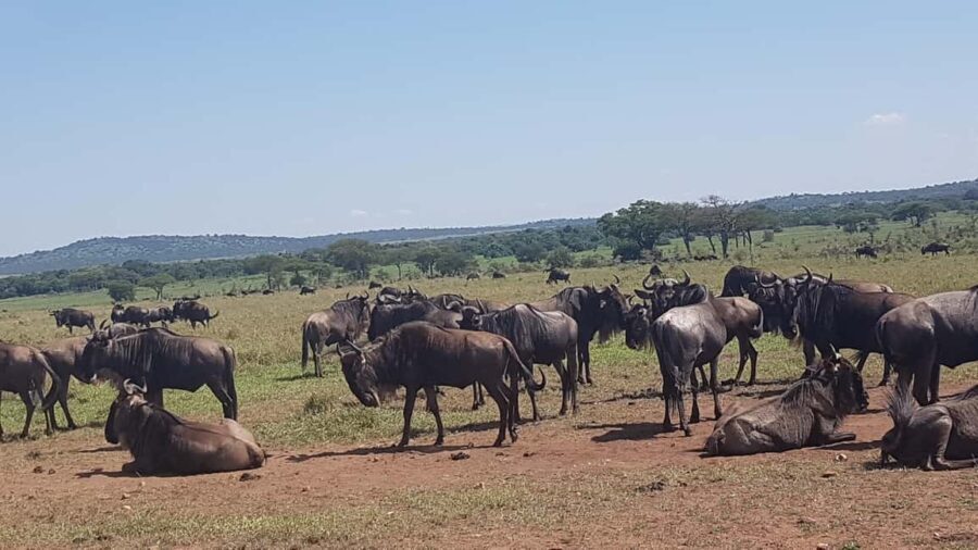4 Days in the African Wilderness, A Safari to Remember - What Sets This Safari Apart?