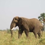 4 Days Kidepo Valley National Park Safari - The Experience: What to Expect on a 4-Day Kidepo Safari