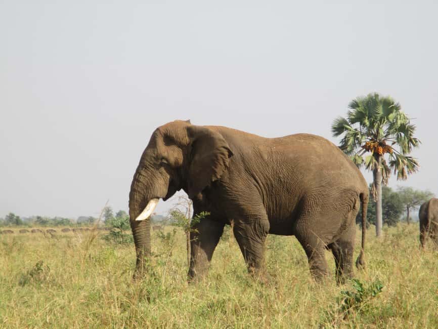 4 Days Kidepo Valley National Park Safari - The Experience: What to Expect on a 4-Day Kidepo Safari