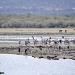 4 Days Luxury Safari to Serengeti & Ngorongoro Crater - Who Will Love This Safari?