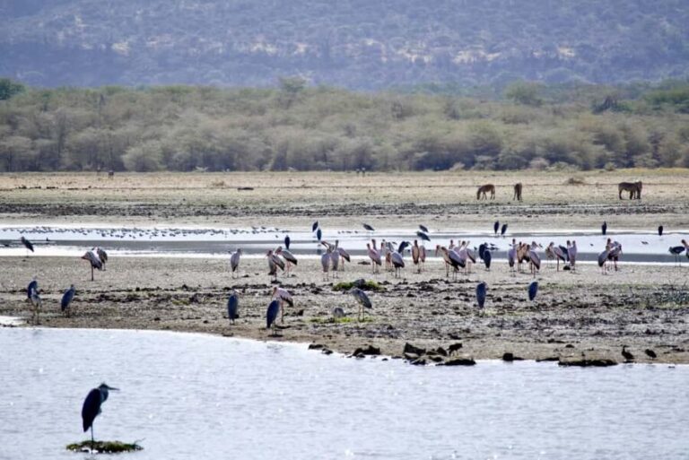 4 Days Luxury Safari to Serengeti & Ngorongoro Crater - Who Will Love This Safari?