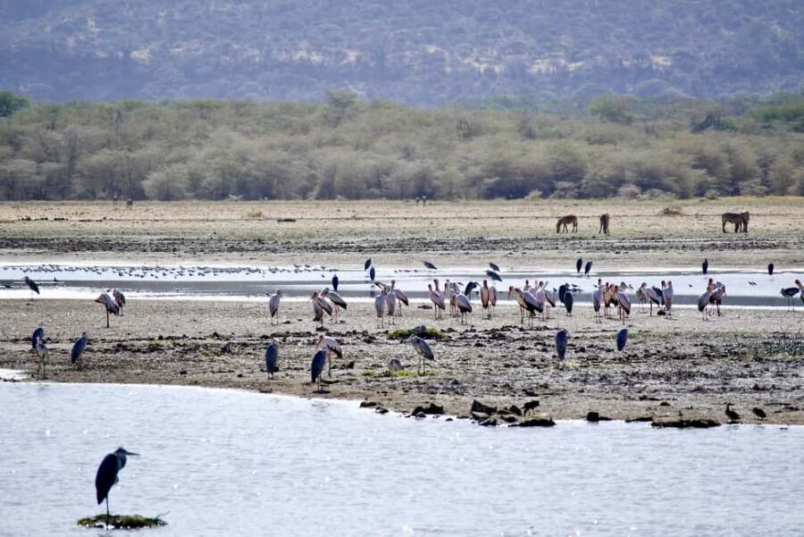 4 Days Luxury Safari to Serengeti & Ngorongoro Crater - Who Will Love This Safari?