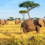 4 Days Maasai Mara and Lake Nakuru Group Safari from Nairobi - Practical Details and Tips