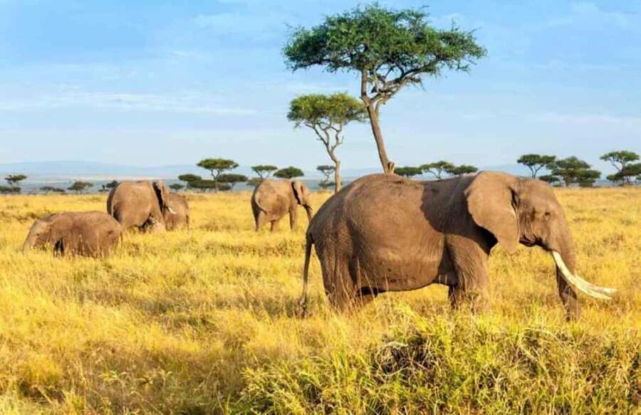 4 Days Maasai Mara and Lake Nakuru Group Safari from Nairobi - Practical Details and Tips