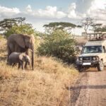 4 Days Masai Mara and Lake Nakuru Budget Safari on 4x4 Jeep - Day-by-Day Breakdown of the Safari