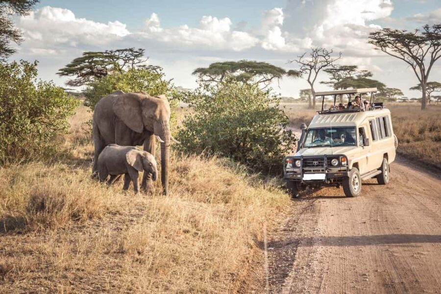4 Days Masai Mara and Lake Nakuru Budget Safari on 4x4 Jeep - Day-by-Day Breakdown of the Safari