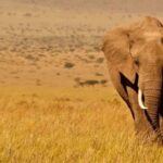 4 Days Masai Mara And Lake Nakuru Wildlife Safari - Why This Tour Offers Great Value