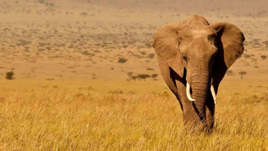 4 Days Masai Mara And Lake Nakuru Wildlife Safari - Why This Tour Offers Great Value