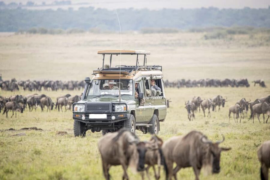 4 Days Masai Mara National Reserve Luxury Lodge Safari - An Overview of What to Expect