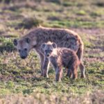4 Days of Wildlife Wonders Your Ultimate Safari Journey - The Logistics: What to Expect