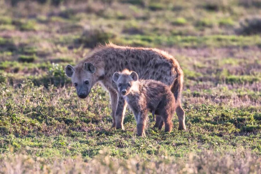 4 Days of Wildlife Wonders Your Ultimate Safari Journey - The Logistics: What to Expect