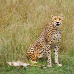 4 days Private Safari to Olpejeta & Samburu National park - The Practical Bits