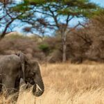4 Days Private Safari to Tarangire & Serengeti - The Practical Side: What’s Included and What’s Not