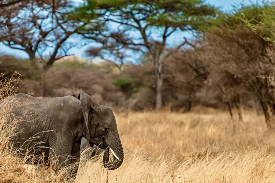 4 Days Private Safari to Tarangire & Serengeti - The Practical Side: What’s Included and What’s Not