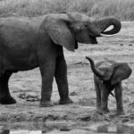 4-Days Safari Experience in Tanzania - Overview of the 4-Day Tanzania Safari
