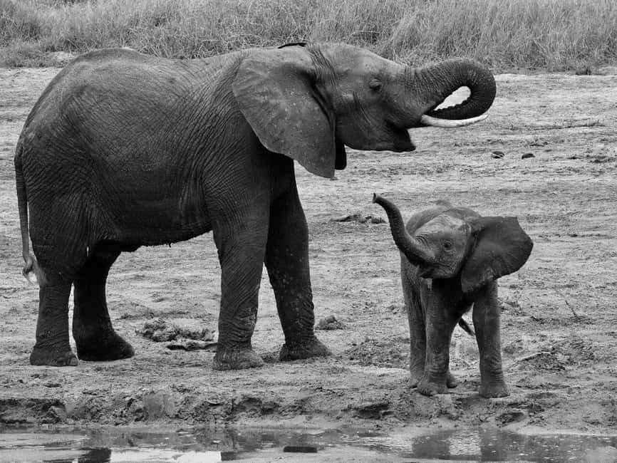 4-Days Safari Experience in Tanzania - Overview of the 4-Day Tanzania Safari