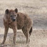 4-days Safari Mikumi National Park & Nyerere National Park - Exploring Mikumi National Park — Day 1