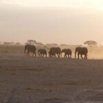 4 Days Safari to Tsavo East, Amboseli and Tsavo West Parks - The Value of This Safari