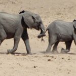 4 Days Samburu & Sweet Waters (Olpajeta) Safari. - Experience Breakdown: What to Expect During Your Safari