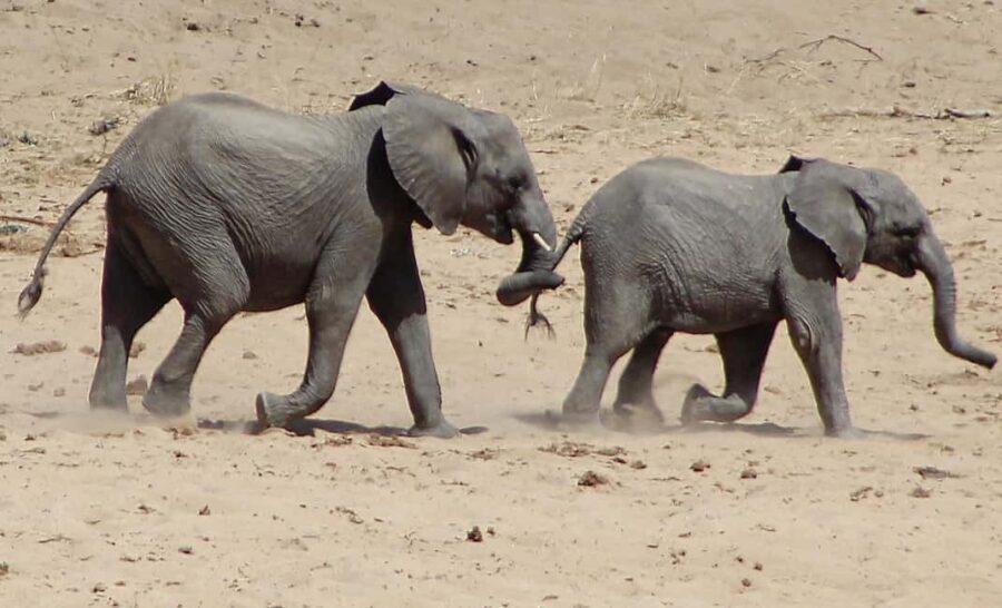 4 Days Samburu & Sweet Waters (Olpajeta) Safari. - Experience Breakdown: What to Expect During Your Safari