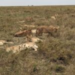 4-Days, Serengeti And Ngorongoro Budget Safari. - Practical Aspects and Value
